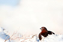 Red grouse (Lagopus lagopus scoticus) male sitting on snow covered moorland, Peak district, England, UK. January.