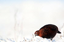 Red grouse (Lagopus lagopus scoticus) male standing on snow covered moorland, displaying, Peak district, England, UK. January.