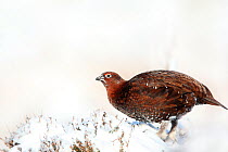Red grouse (Lagopus lagopus scoticus) male standing on snow covered moorland, displaying Peak district, England, UK. January.