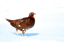 Red grouse (Lagopus lagopus scoticus) male standing on snow covered moorland, Peak district, England, UK. January.