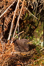 Ring Ouzel (Turdus torquatus) female sitting on nest, Peak District, England, UK. May.