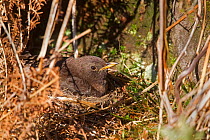 Ring Ouzel (Turdus torquatus) female sitting on nest, Peak District, England, UK. May.