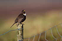 Ring Ouzel (Turdus torquatus) male perched on fence post, Peak District, England, UK. May.