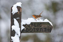 Robin (Erithacus rubecula) perched on snow covered footpath sign, Peak District, England, UK. February.