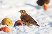 Song thrush (Turdus philomelos) on snow covered ground with apples, Peak District, England, UK. January.