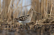 Snipe (Gallinago gallinago) in reedbed in winter,  South Yorkshire, England, UK. February.