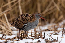 Water rail (Rallus aquaticus) walking on snow covered reedbed, Yorkshire, England, UK. February.