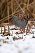 Water rail (Rallus aquaticus) wnter, walking on snow covered reedbed, Yorkshire, England, UK. February.