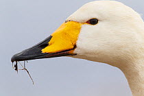 Whooper swan (Cygnus cygnus) head portrait,  Lake Hornborga, Sweden, Europe. April.