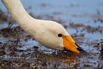Whooper swan (Cygnus cygnus) head portrait, feeding, Lake Hornborga, Sweden, Europe. April.