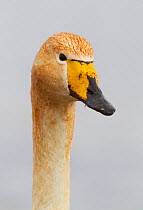 Whooper swan (Cygnus cygnus) head portrait with weed staining, Lake Hornborga, Sweden, Europe. April.
