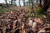 Woodcock (Scolopax rusticola) nest and four eggs, on ground of oak woodland, Peak District, England, UK. May.