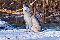 Siberian Husky, portrait of male aged 2 years, in mid-winter, sitting in snow on bank along stream, St. Charles, Illinois, USA