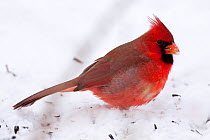 Northern Cardinal (Cardinalis cardinalis) male, feeding on sunflower seeds in snow covered backyard, St. Charles, Illinois, USA.