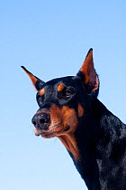 Portrait of Doberman Pinscher, (black female with cropped ears) against blue, winter sky Saint Charles, USA