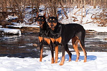 Pair of Doberman Pinschers (black females with cropped ears) stand in snow by stream. Saint Charles, USA