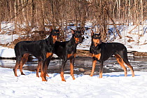 Three Doberman Pinschers (black females with cropped ears) standing in snow by stream, Saint Charles, USA