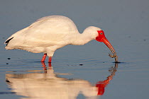 White Ibis (Eudocimus albus) foraging in shallow water, and feeding on a small crab. Tampa Bay, Florida, USA
