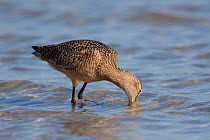 Marbled Godwit (Limosa fedoa) using long, slightly upturned beak to probe for food in sand during low tide; Tampa Bay, Florida, USA
