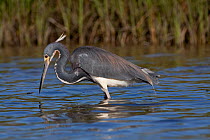 Tricolored Heron (Egretta tricolor) stalking in tidal shallows for fish, Tampa Bay, Florida, USA