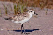 Black-Bellied  / Grey Plover (Pluvialis squatarola) in non-breeding plumage, on tidal sand flat while on spring migration; Tampa Bay, Florida, USA