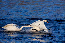 Trumpeter Swan (Cygnus buccinator) showing courtship aggression toward a rival, while wintering on Mississippi River, Minnesota, USA.