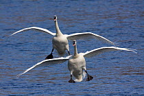 Two Trumpeter Swans (Cygnus buccinator) landing on the Mississippi River, Minnesota, USA