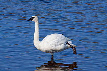 Trumpeter Swan (Cygnus buccinator) standing on one foot in shallow water, while wintering on Mississippi River, Minnesota, USA