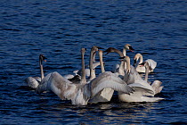Trumpeter swan (Cygus buccinator) family groups (probably two) in display huddle preparatory to breeding season. Wintering on Mississippi River, Minnesota, USA