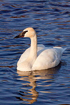 Trumpeter Swan (Cygnus buccinator) portrait, swimming in late afternoon sun, while wintering on Mississippi River, Minnesota, USA.