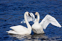 Pair of Trumpeter Swans (Cygnus buccinator) in courtship display, wintering on Mississippi River, Minnesota, USA