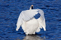Trumpeter Swan (Cygnus buccinator) wing-stretching, whilst wintering on Mississippi River, Minnesota, USA.