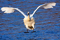 Trumpeter Swan (Cygnus buccinator) landing on the Mississippi River, Minnesota, USA