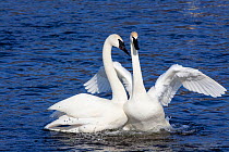 Pair of Trumpeter Swans (Cygnus buccinator) in courtship display, wintering on Mississippi River, Minnesota, USA
