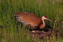 Greater Sandhill Crane (Grus canadensis tabida) settling down to incubate two eggs on mounded nest of reeds in wetland, southern Wisconsin, USA