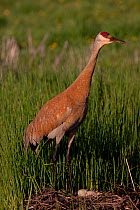 Greater Sandhill Crane (Grus canadensis tabida) standing over nest of two eggs, on mound of reeds in wetland, southern Wisconsin, USA
