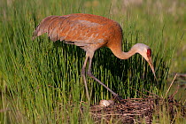 Greater Sandhill Crane (Grus canadensis tabida) settling down to incubate two eggs on mounded nest of reeds in wetland, southern Wisconsin, USA