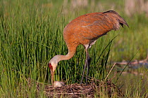 Greater Sandhill Crane (Grus canadensis tabida) rolling two eggs for even incubation on mounded nest of reeds in wetland, southern Wisconsin, USA