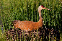 Greater Sandhill Crane (Grus canadensis tabida) incubating two eggs on mounded nest of reeds in wetland, southern Wisconsin, USA
