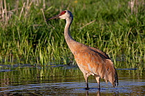 Greater Sandhill Crane (Grus canadensis tabida) wading in pool near its nest in wetland, southern Wisconsin, USA