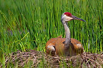 Greater Sandhill Crane (Grus canadensis tabida)incubating eggs on mounded nest of reeds; southern Wisconsin, USA