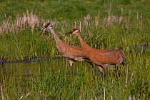 Pair of Greater Sandhill Cranes (Grus canadensis tabida) calling  / bugling in a wetland habitat, in early evening, southern Wisconsin, USA