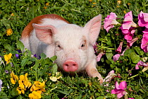 Spotted Piglet in grass, with pink Petunias, and yellow Pansies, Dekalb, Illinois, USA