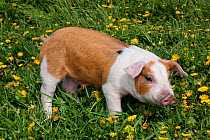 Brown and white Piglet standing in grass, with Dandelions, Dekalb, Illinois, USA