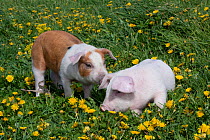Brown and white Piglet sniffing white Piglet in  meadow grass, with Dandelions, Dekalb, Illinois, USA