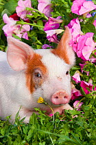 Spotted Piglet, head portrait lying down in grass and pink Petunias, Dekalb, Illinois, USA