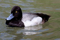 Lesser Scaup Duck (Aythya affinis) male on water, captive, North America