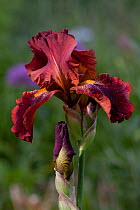 Tall Bearded Iris (Iris sp.) in bloom, cultivar; East Haddam, Connecticut, USA