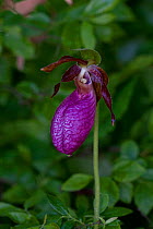 Pink Lady's Slipper / Moccasin Flower/ Stemless Lady's-Slipper (Cypripedium acaule) growing in deciduous forest edge, Rhode island, USA
