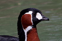 Red-Breasted Goose (Branta ruficollis) head portrait, captive, Endangered.